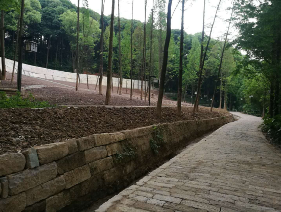 園林綠化苗木 園林綠化苗木