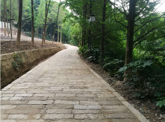 瀘州園林綠化苗木價格 瀘州園林綠化苗木價格