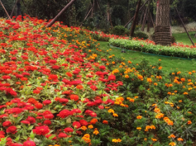 瀘州綠化苗木公司.png 瀘州綠化苗木公司.png