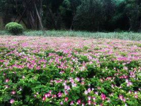 瀘州園林綠化工程.png 瀘州園林綠化工程.png