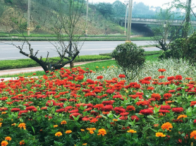 瀘州苗木基地.png 瀘州苗木基地.png