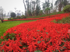 城投花木公司電話.png 城投花木公司電話.png