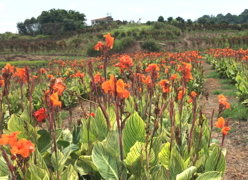 瀘州園林景觀設(shè)計 瀘州園林景觀設(shè)計