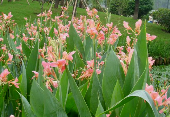 瀘州園林設(shè)計價格 瀘州園林設(shè)計價格