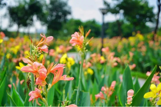 瀘州園林綠化苗木 瀘州園林綠化苗木