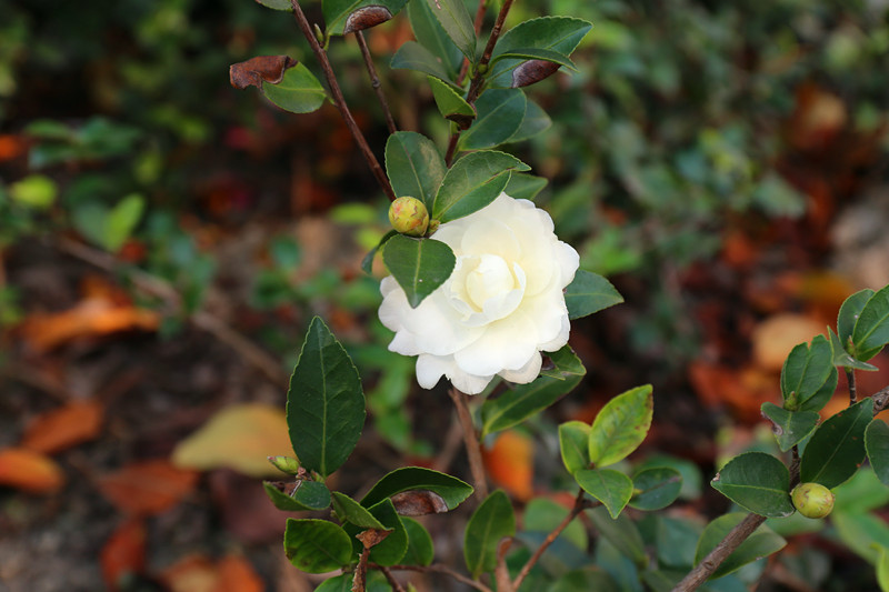 瀘州園林苗木.jpg 瀘州園林苗木.jpg