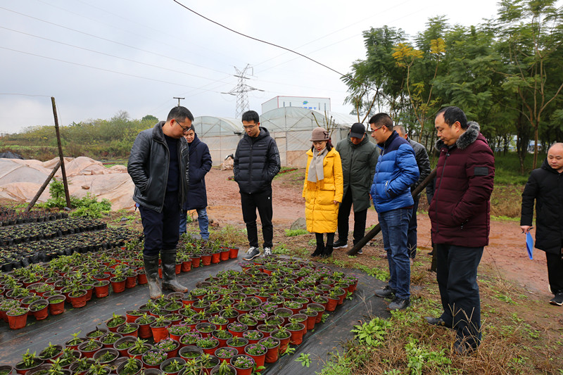瀘州苗圃建設(shè).jpg 瀘州苗圃建設(shè).jpg