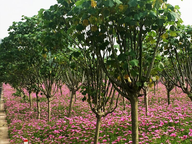 董允壩農業(yè)示范園區(qū)