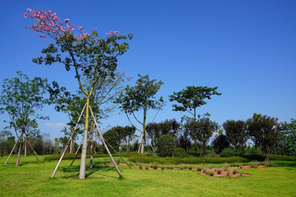 冬季園林苗木防護(hù)措施有哪些？