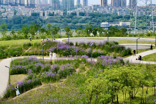茜草濱江生態(tài)公園：邂逅浪漫花海