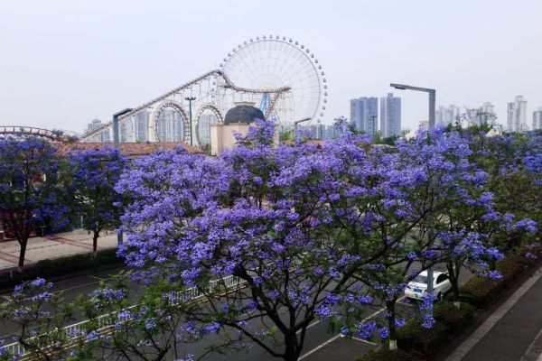 藍(lán)花楹浪漫綻放，城投花木守護(hù)城市詩(shī)意