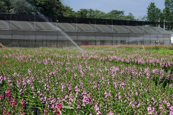 城投花木公司：烈日“護(hù)苗人”筑牢抗旱保苗防線(xiàn)