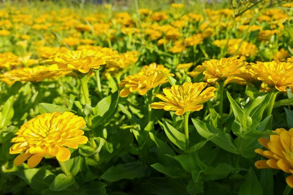 秋日芳華正盛，花事正濃