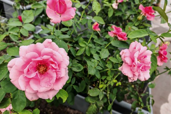 汗水潤(rùn)花影，匠心筑綠韻 ——城投花木公司高效完成月季養(yǎng)護(hù)與城市布景工作