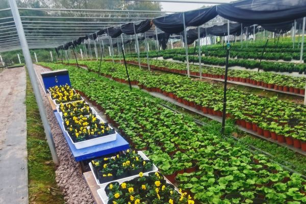 科技賦能花卉生產 龍窩溝苗圃電動軌道運輸系統(tǒng)正式投運