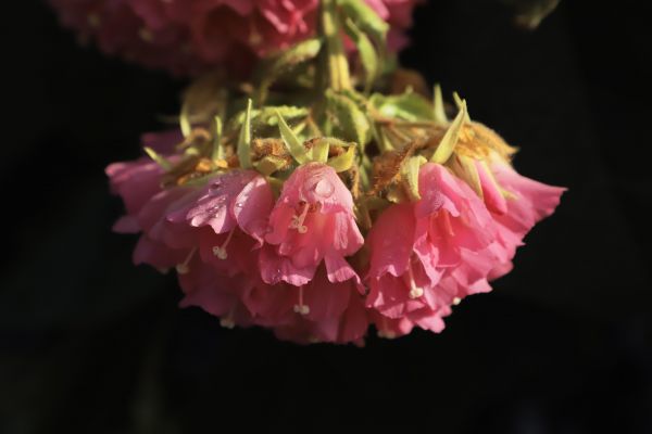 從西雙版納到瀘州：非洲芙蓉在龍澗溪公園“安家”開花